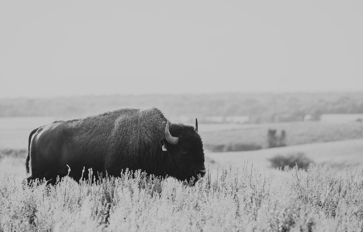 _Q9A0599-2