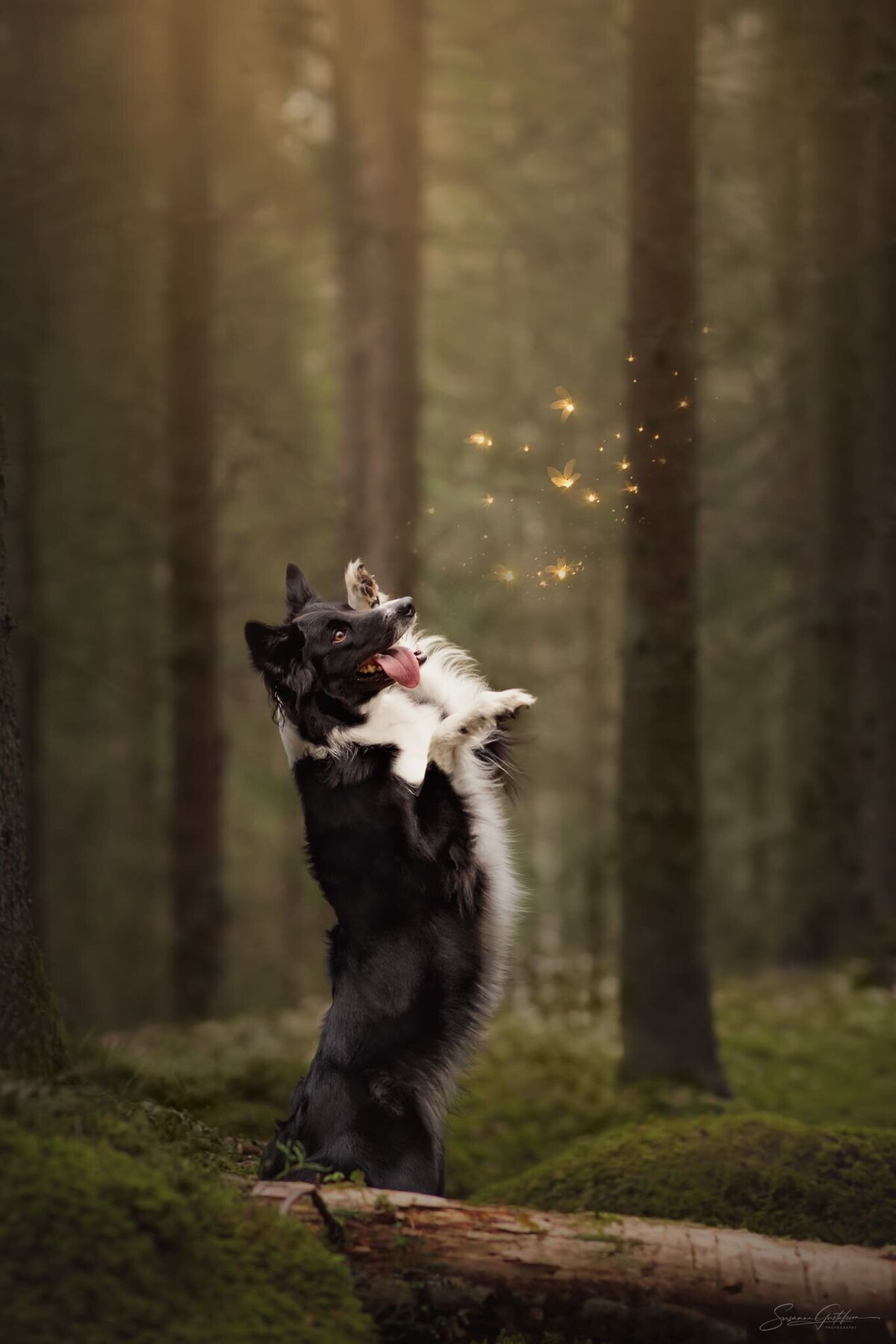 hundfotografering
