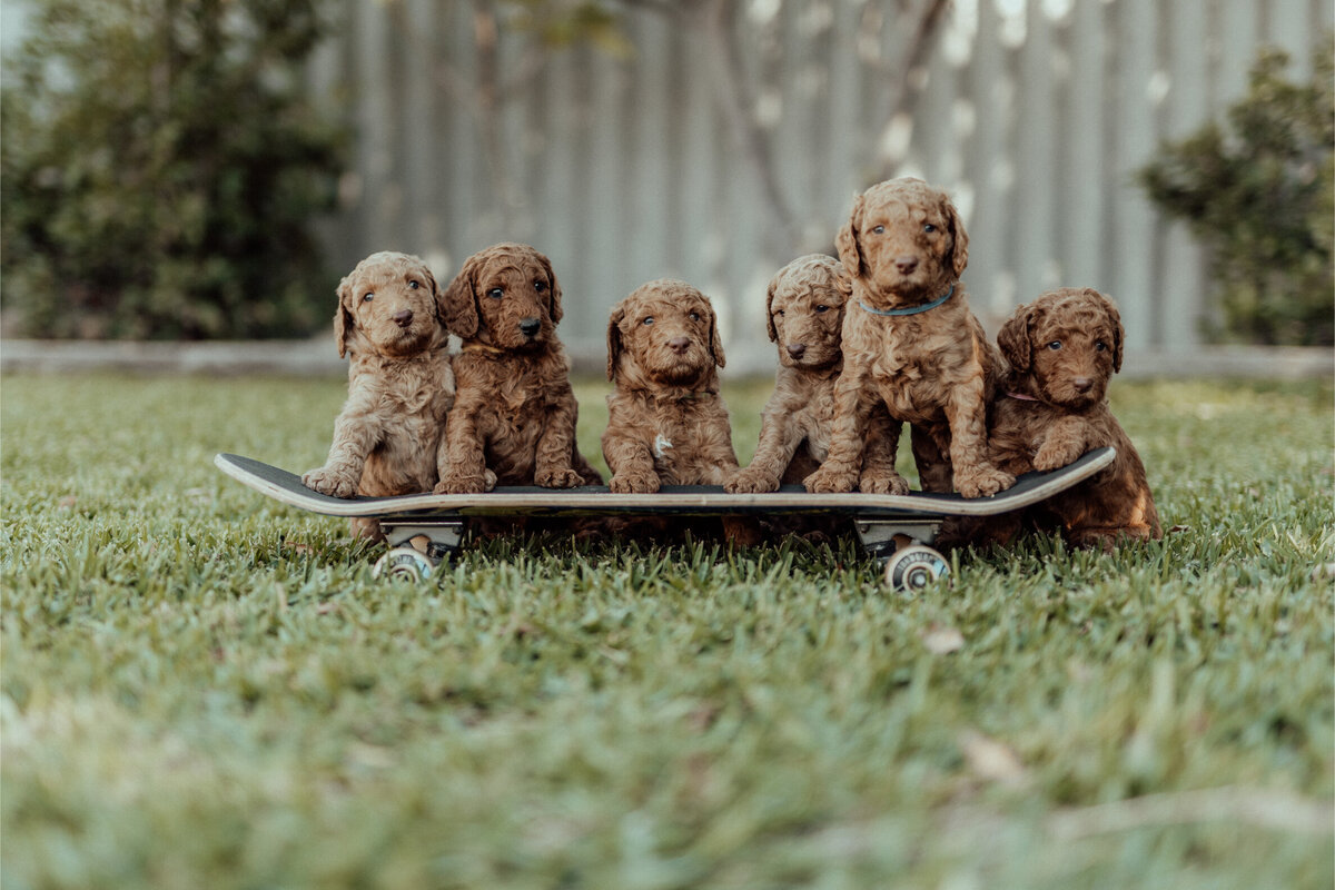 the-lifestyle-phodographer-perth-family-pet-photographer-litter00001