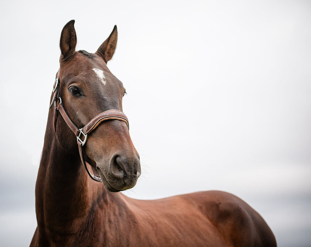 20230624_kya-photography-equestrian-photographer_0022