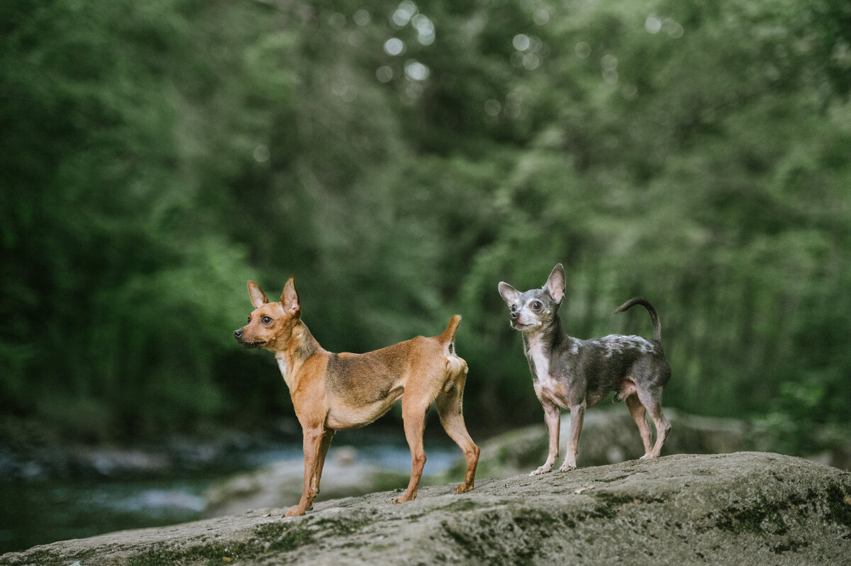 multiple-dogs-nj-pet-photographer