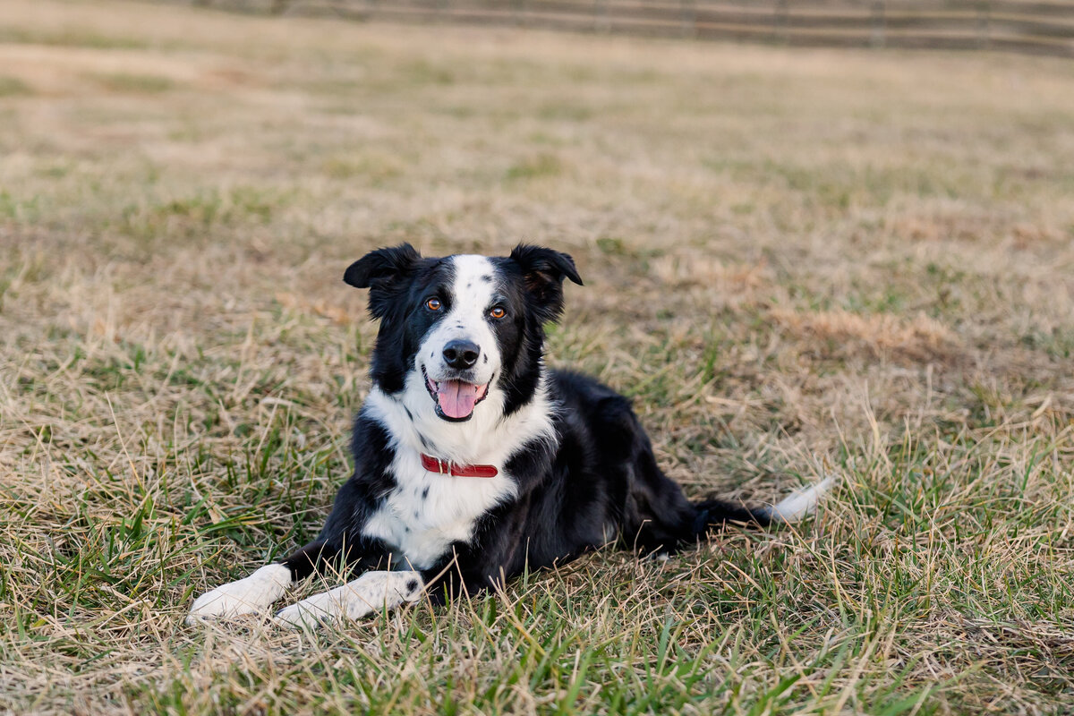 Pet Photographer Richmond Virginia