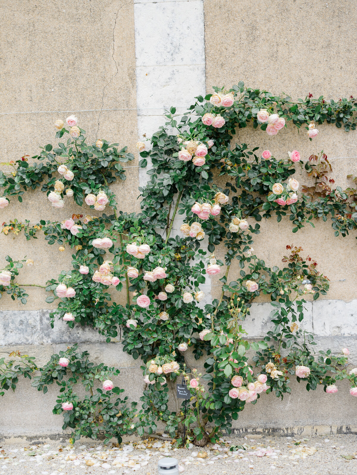 William+Alexandra_WeddingDay_JS-240