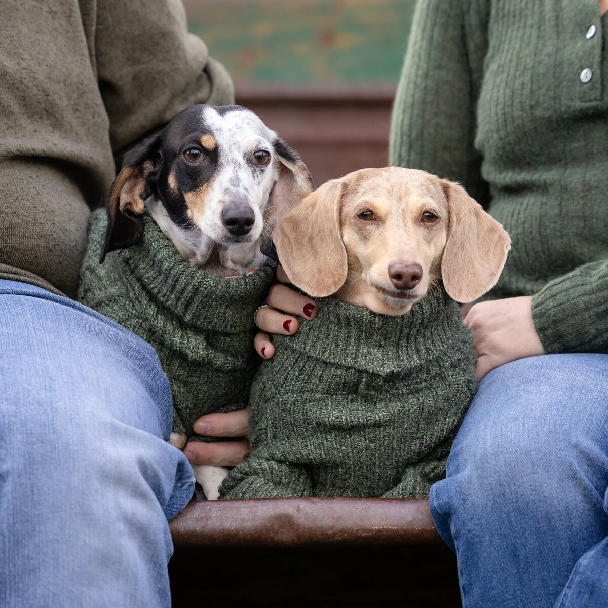 Pet photos outdoors Cleveland Ohio-1321