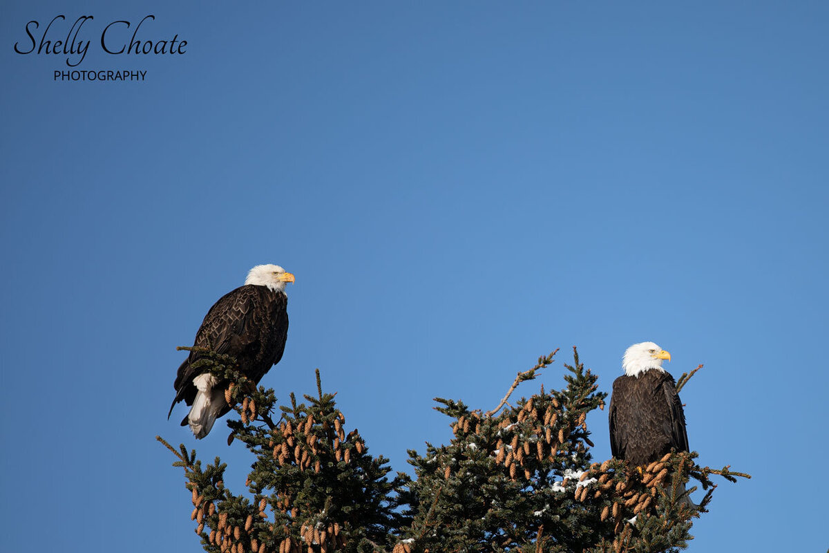 Homer Eagles Alaska