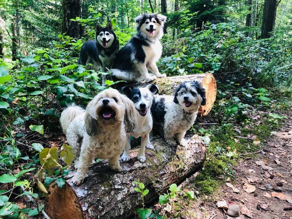 68424683_2353312631599487_3703124208520265728_n