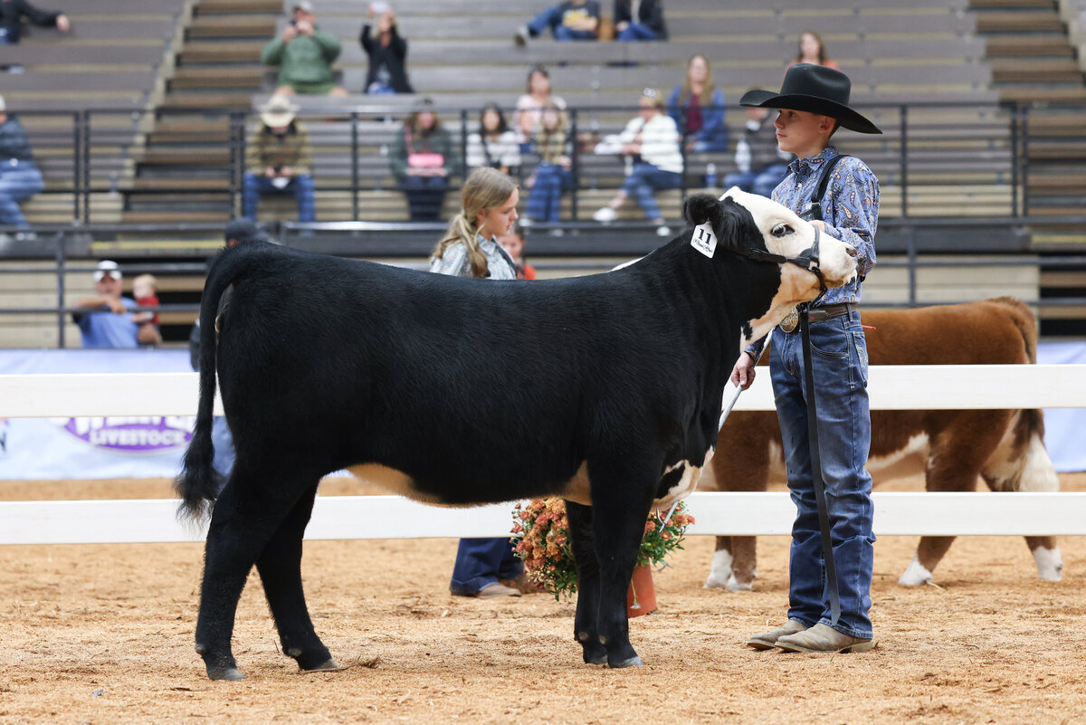 Black Hereford heifer Chris's Sweet Angel