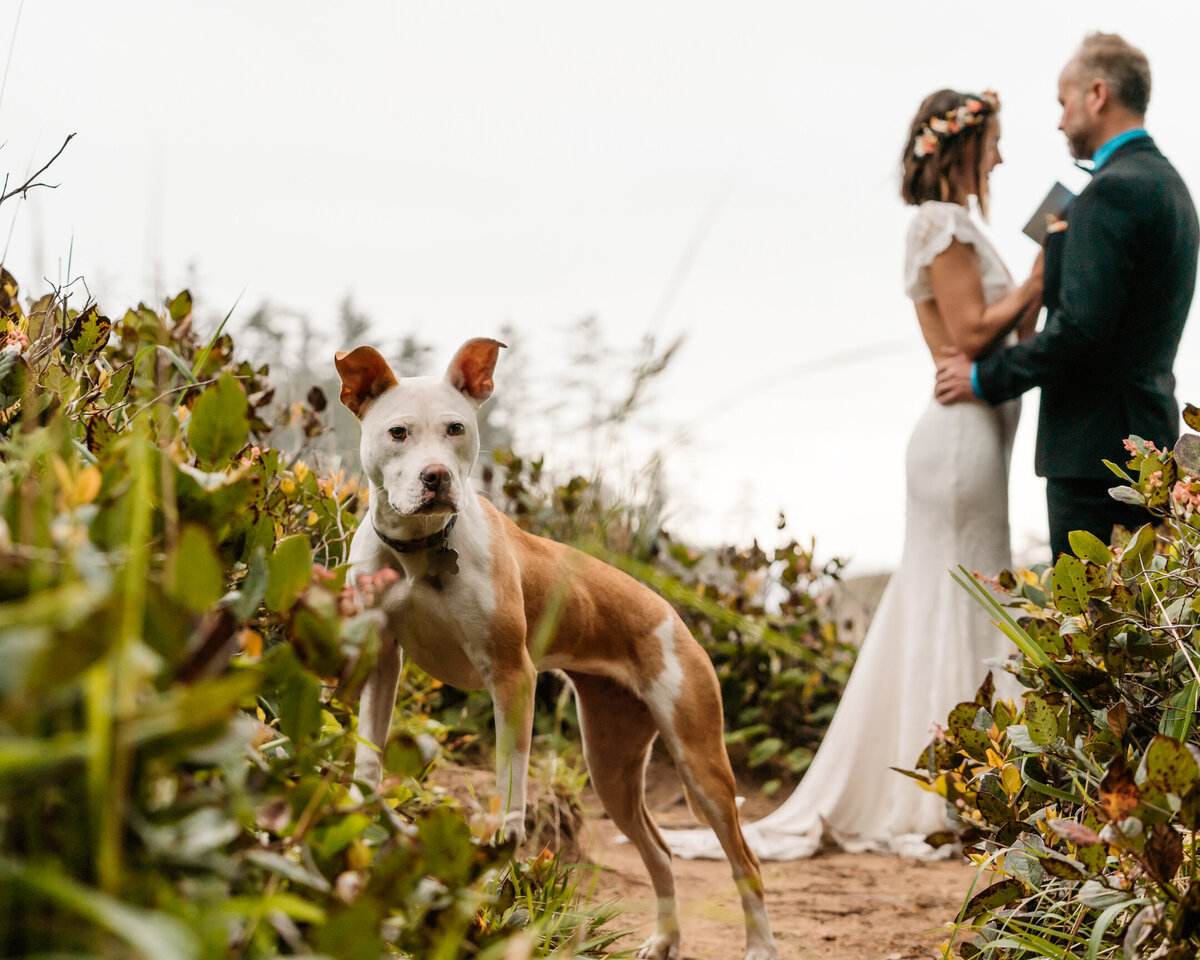 A couplee exchanges vows in the background as their dog gazes at the camera during their olympic national park wedding