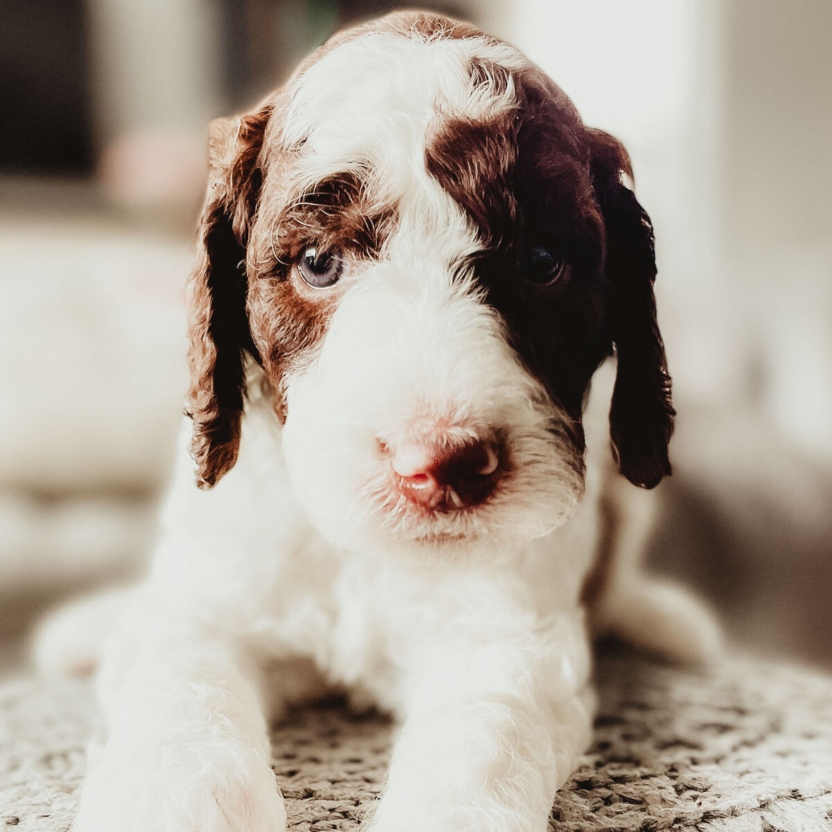 Le Fleur Poodle Puppies -101