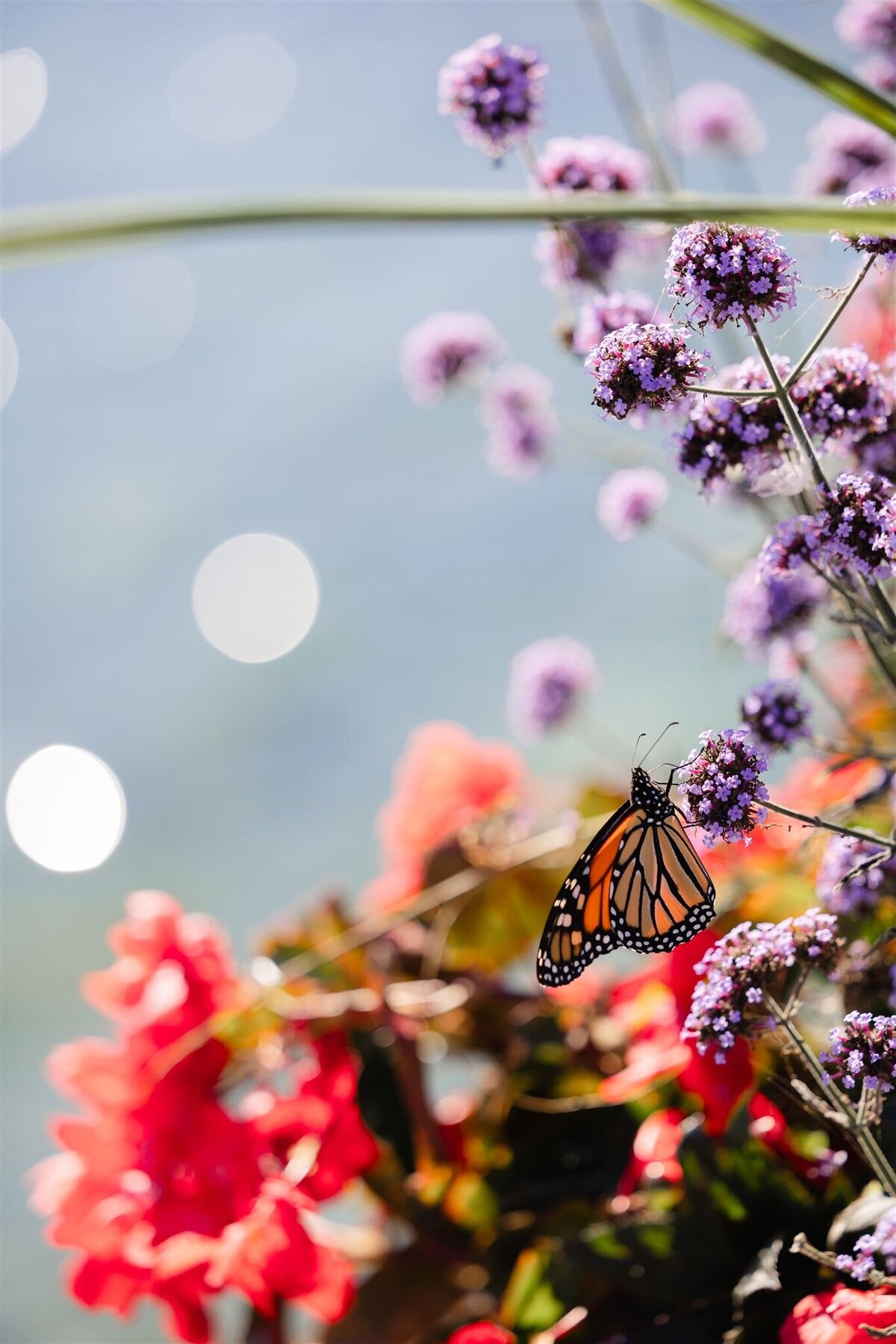 Butterfly on Mackinac Island