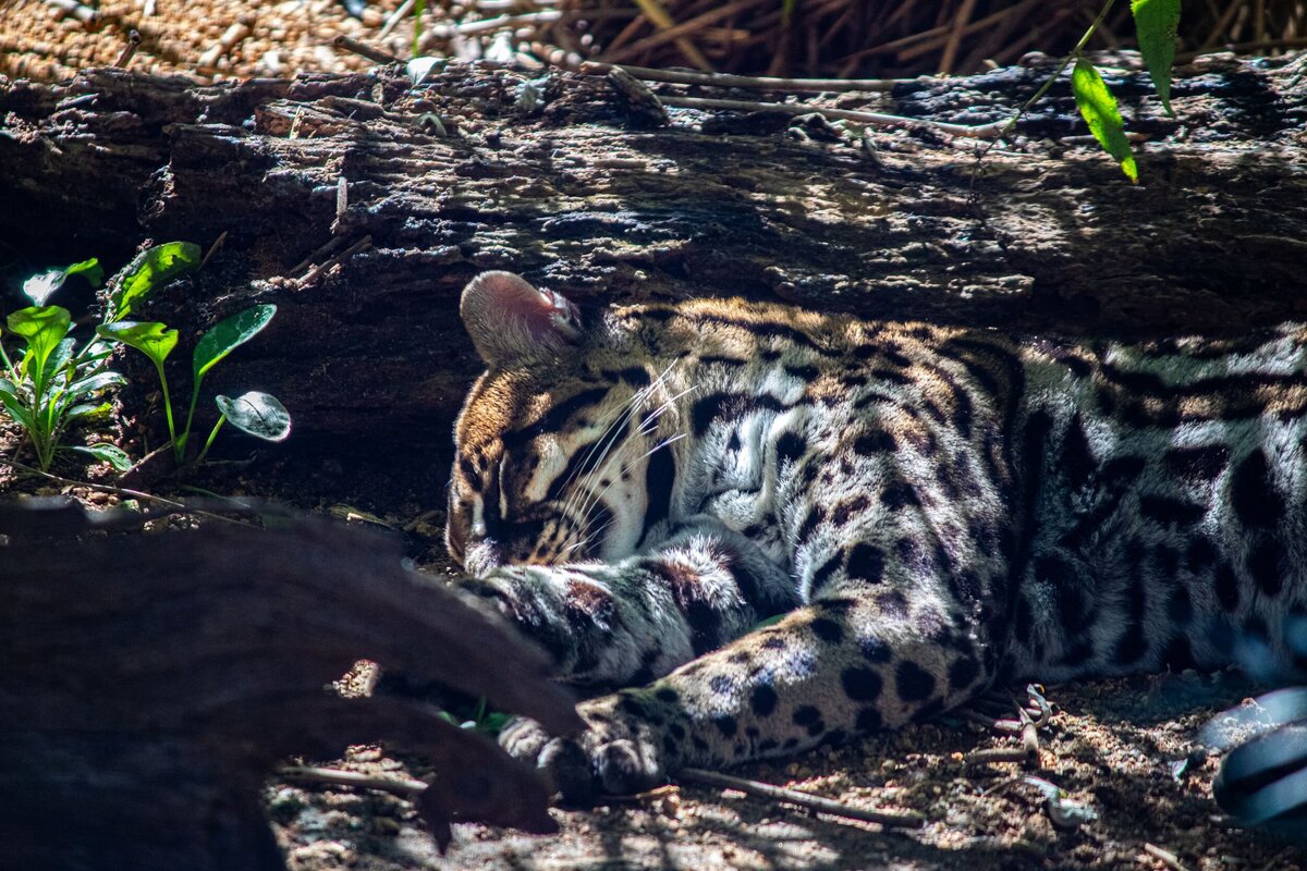 Ocelot-ca39c6f0-2500