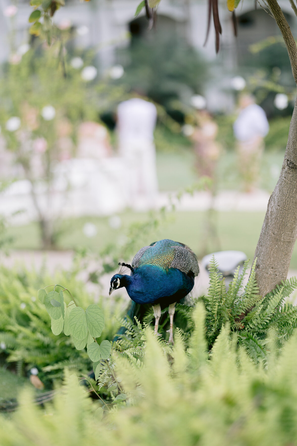 SydniePetersWedding_0491