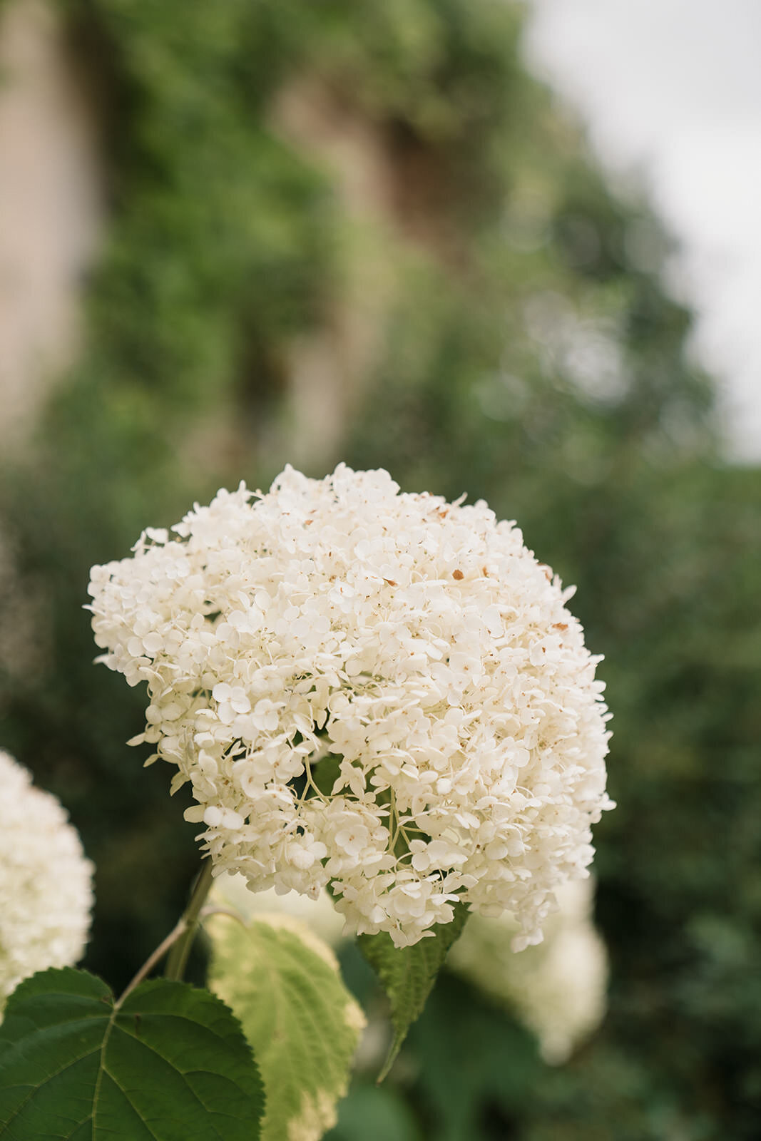 Abi-Buck-Photography-Editorial-Wedding-Photography-Middleton-Lodge-2
