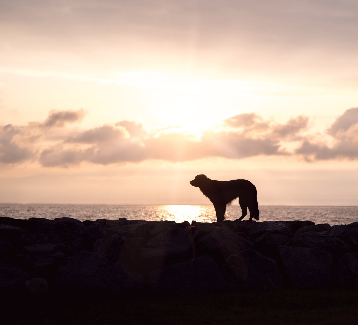 Revelaire Maryland Fine Art Pet Photography e1f
