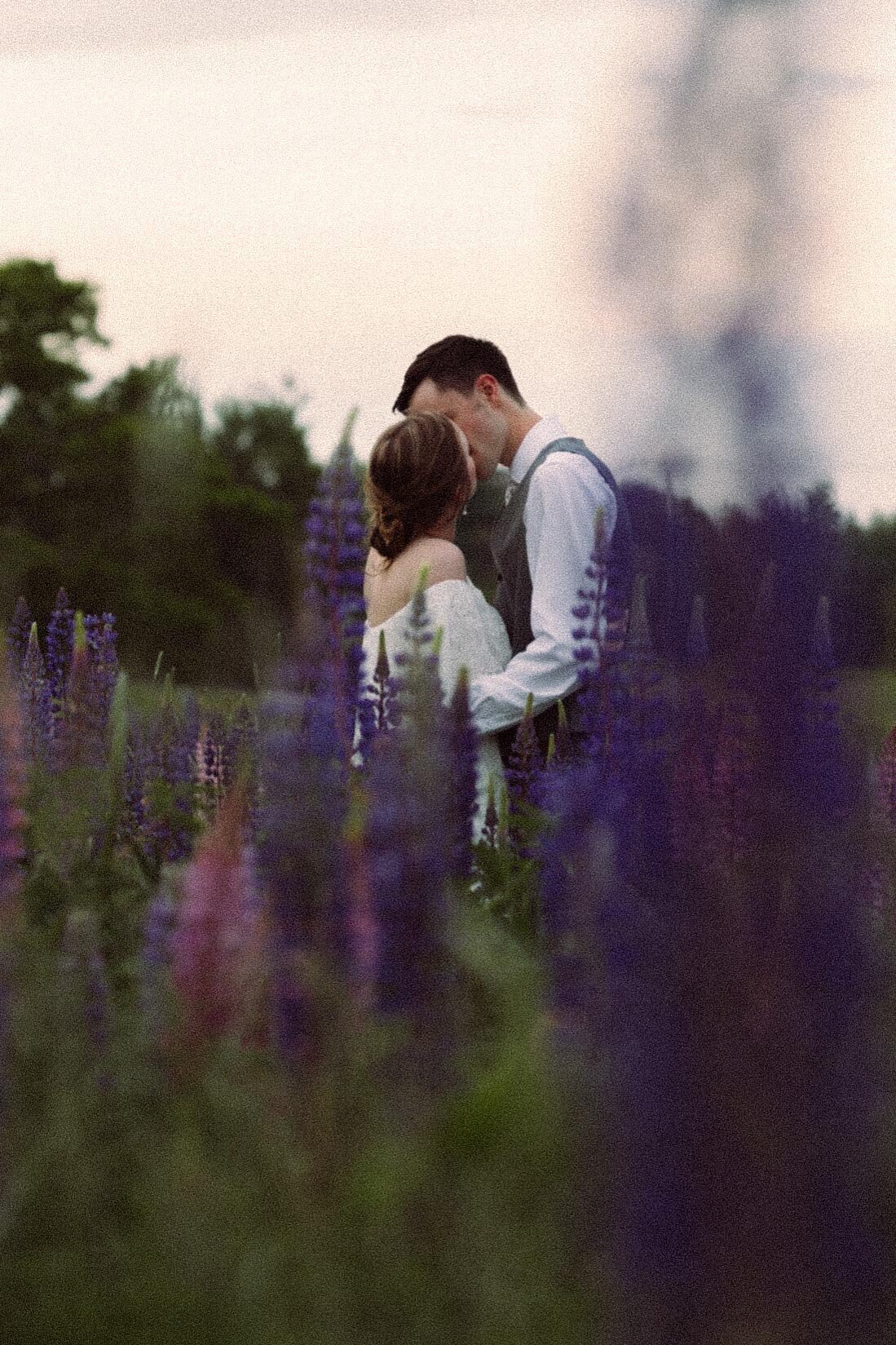 Viewing Lupines in Maine