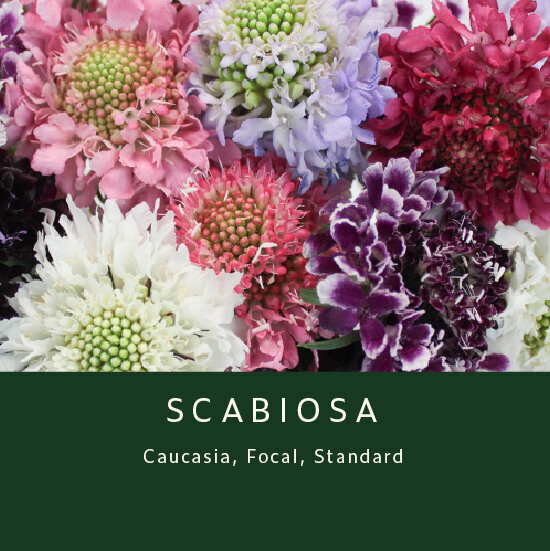 Scabiosa