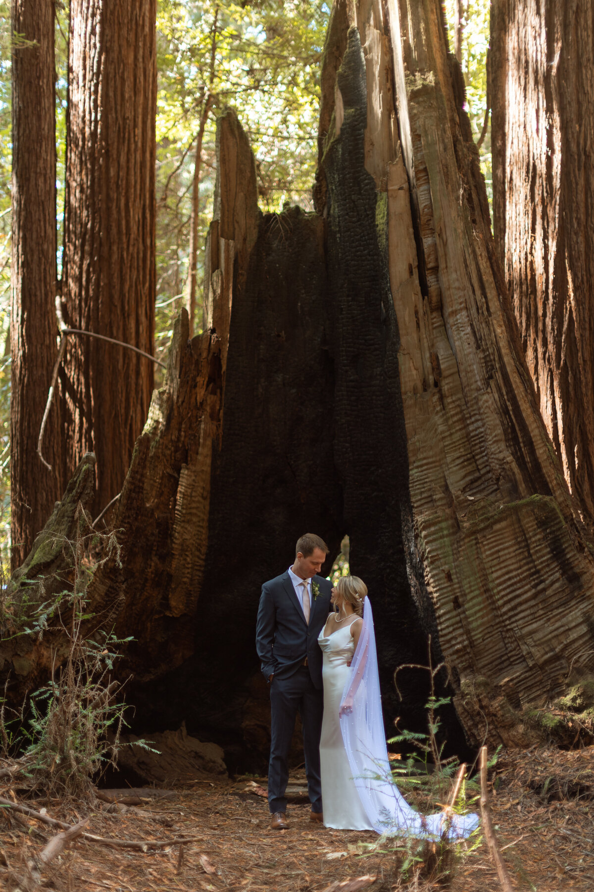 Henry-Cowell-Redwood-Forest-San-Jose-California-Rachel-Marie-Photography-2