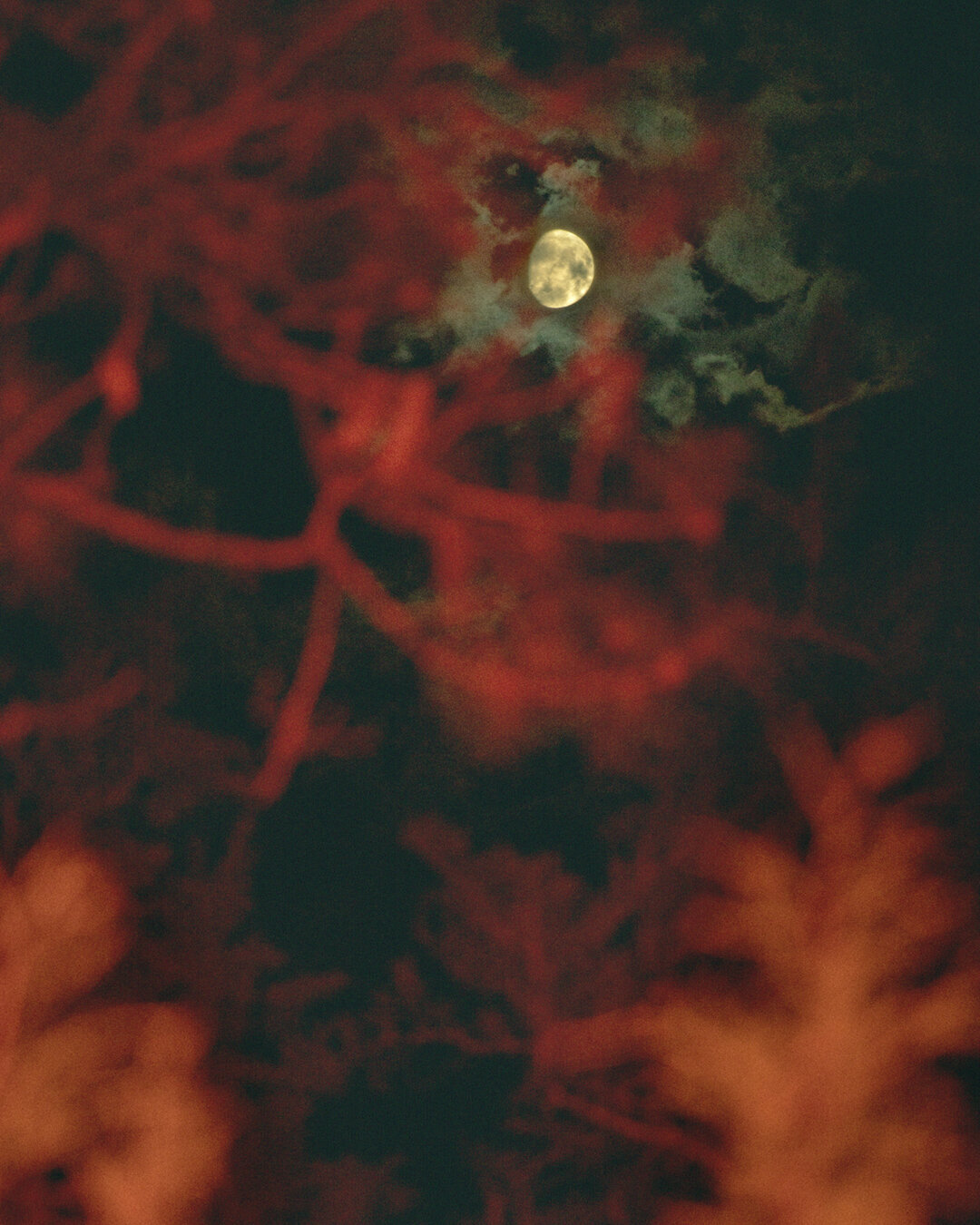 LR red pines moonlight-2