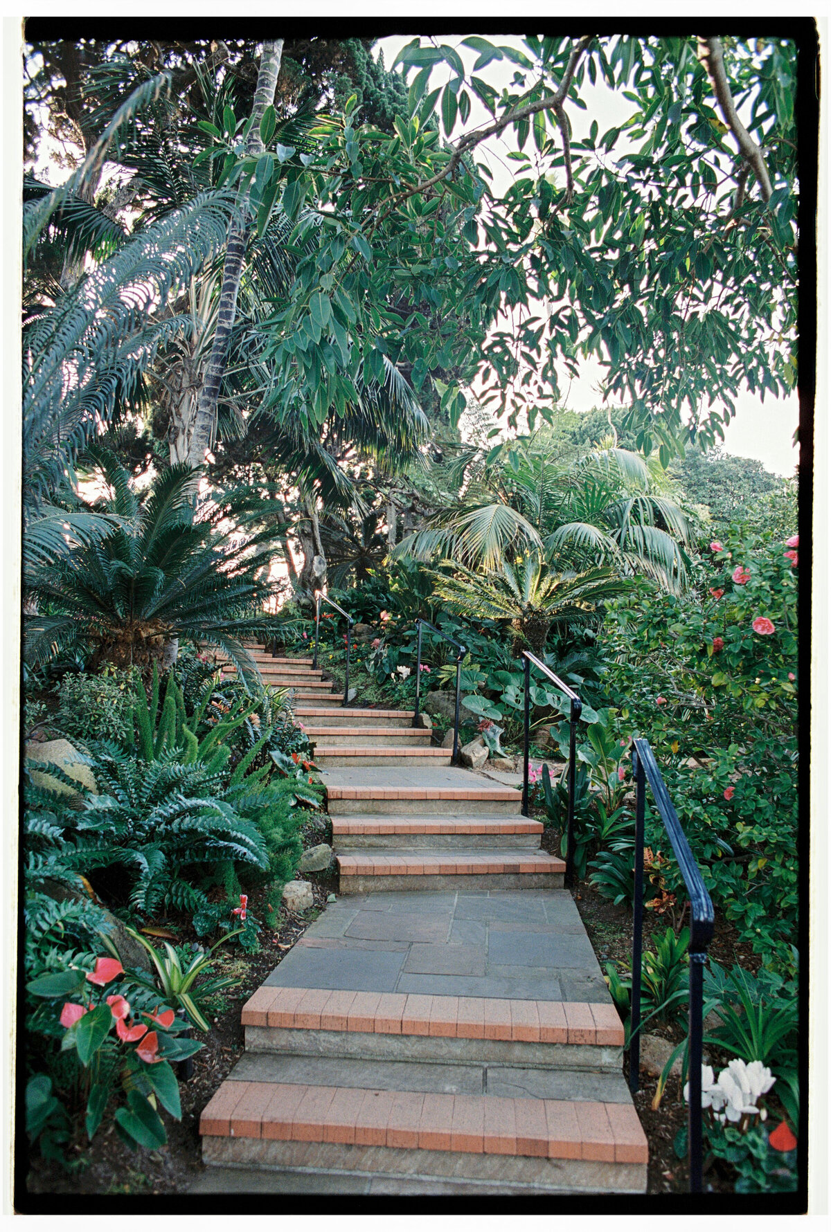 Stairs in a lush garden captured on film by Kate Winters Photography, showcasing the serene beauty of the space in an authentic, documentary style.