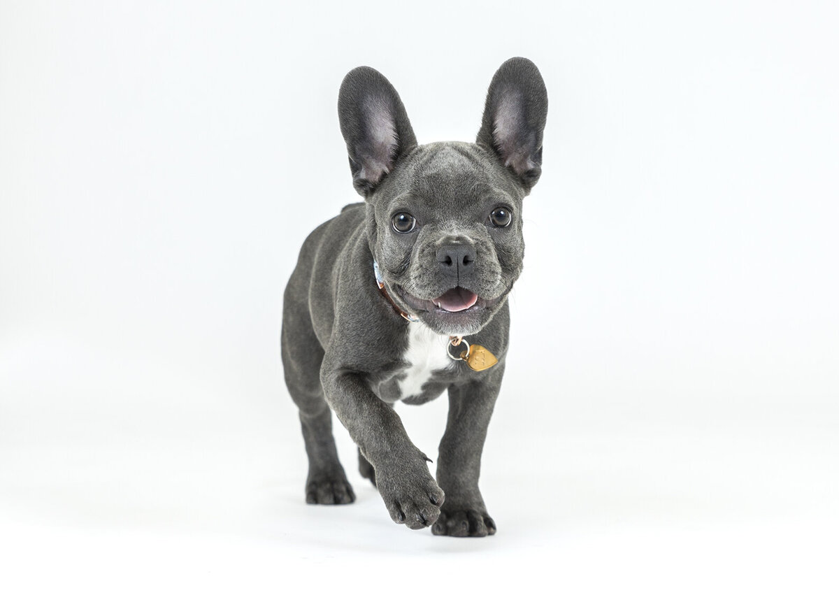 san diego dog photography 8 copy