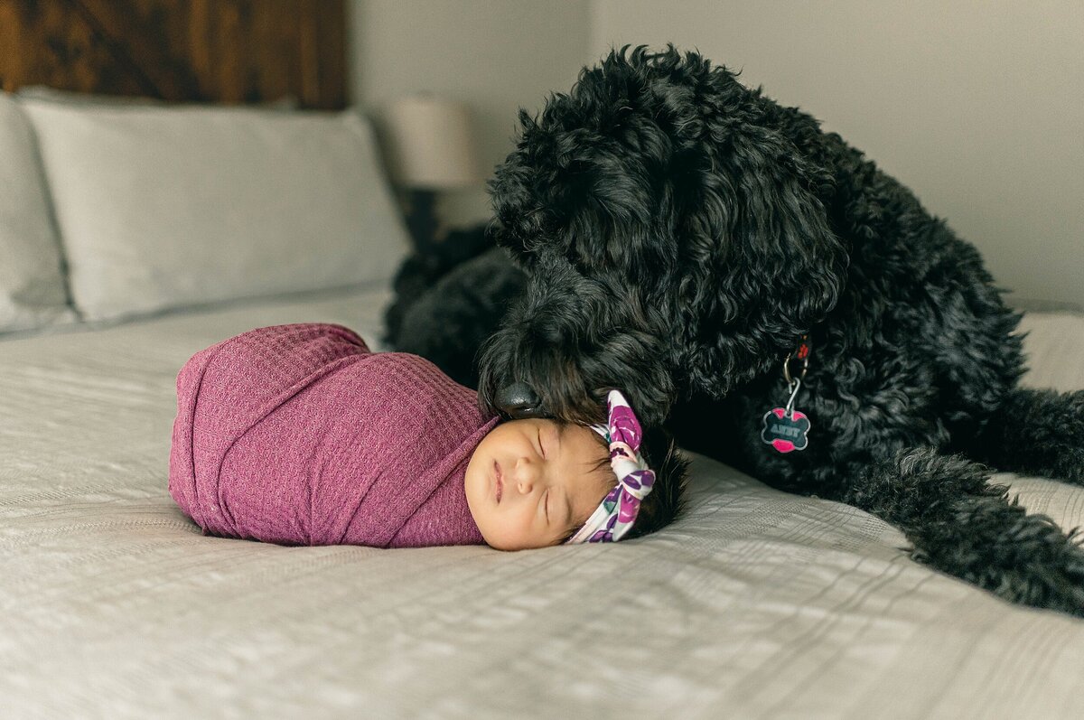 blank labradoodle smelling baby girl in purple swaddle laying on bed at her Houston Newborn Photography session