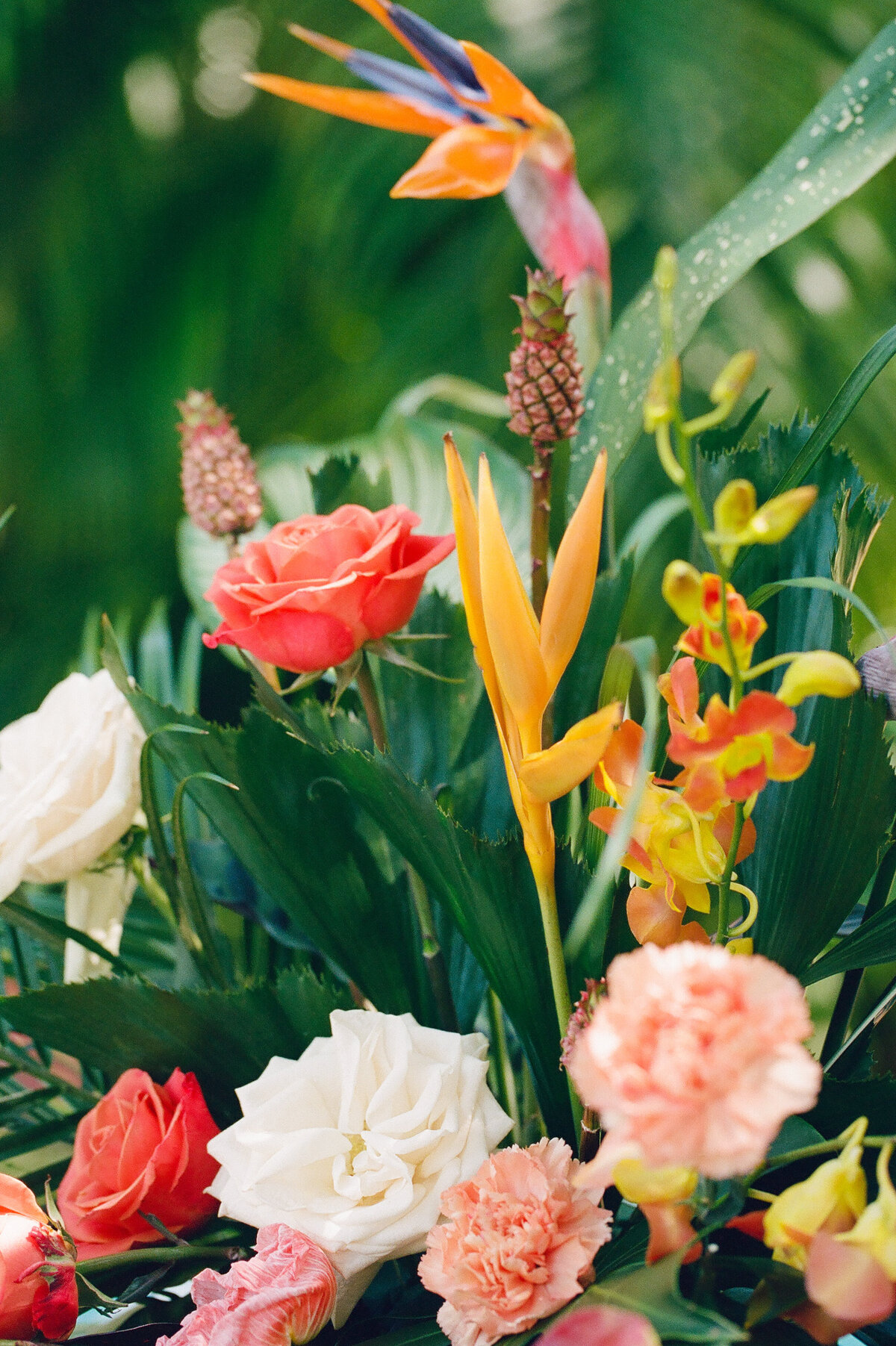 Shot of the roses, greenery and the bird of paradise.