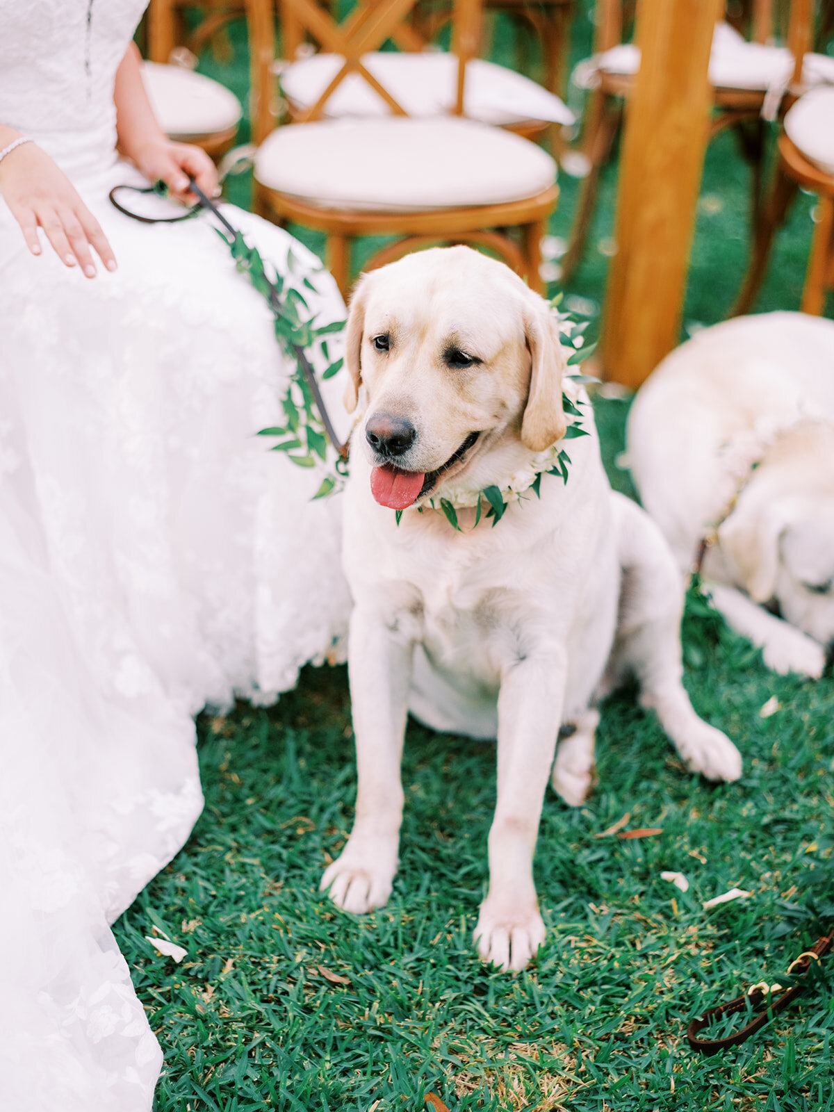wedding-yellow-labs-floral-collar