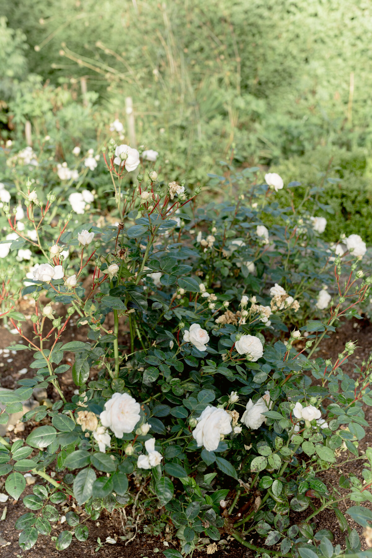 JCP_6070