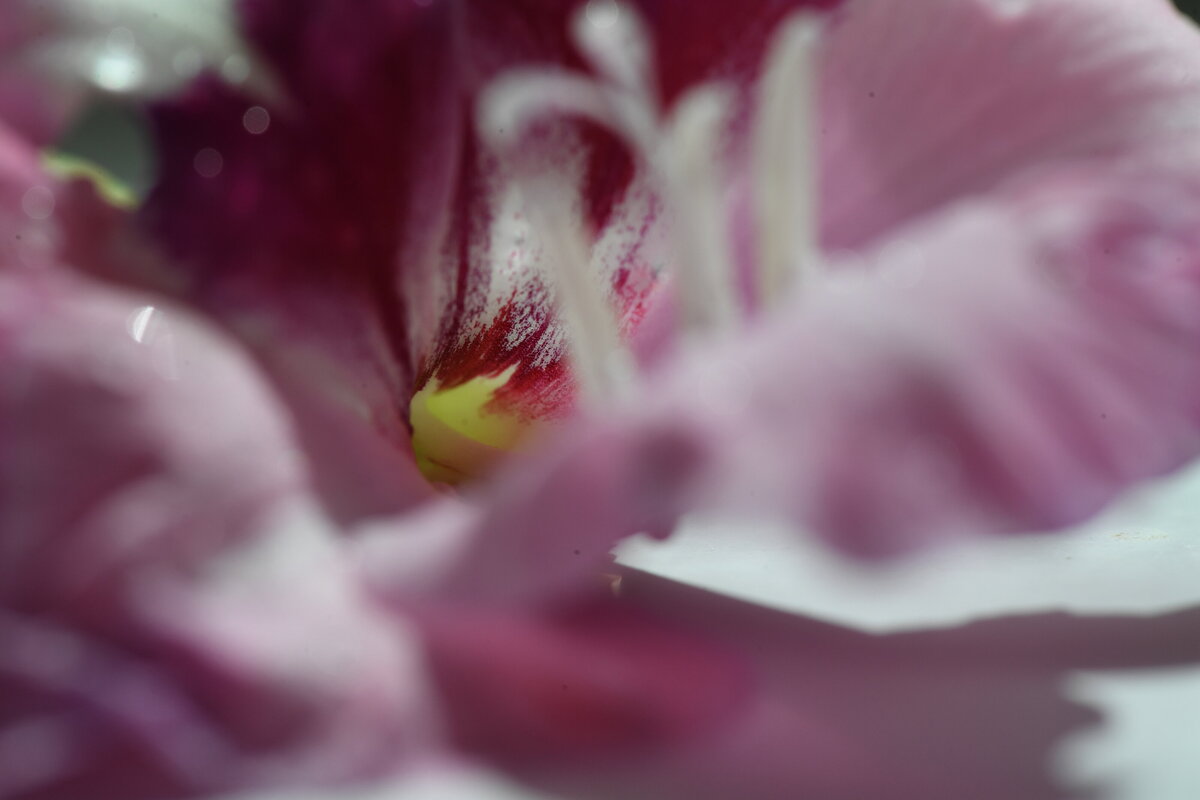 July garden - 223