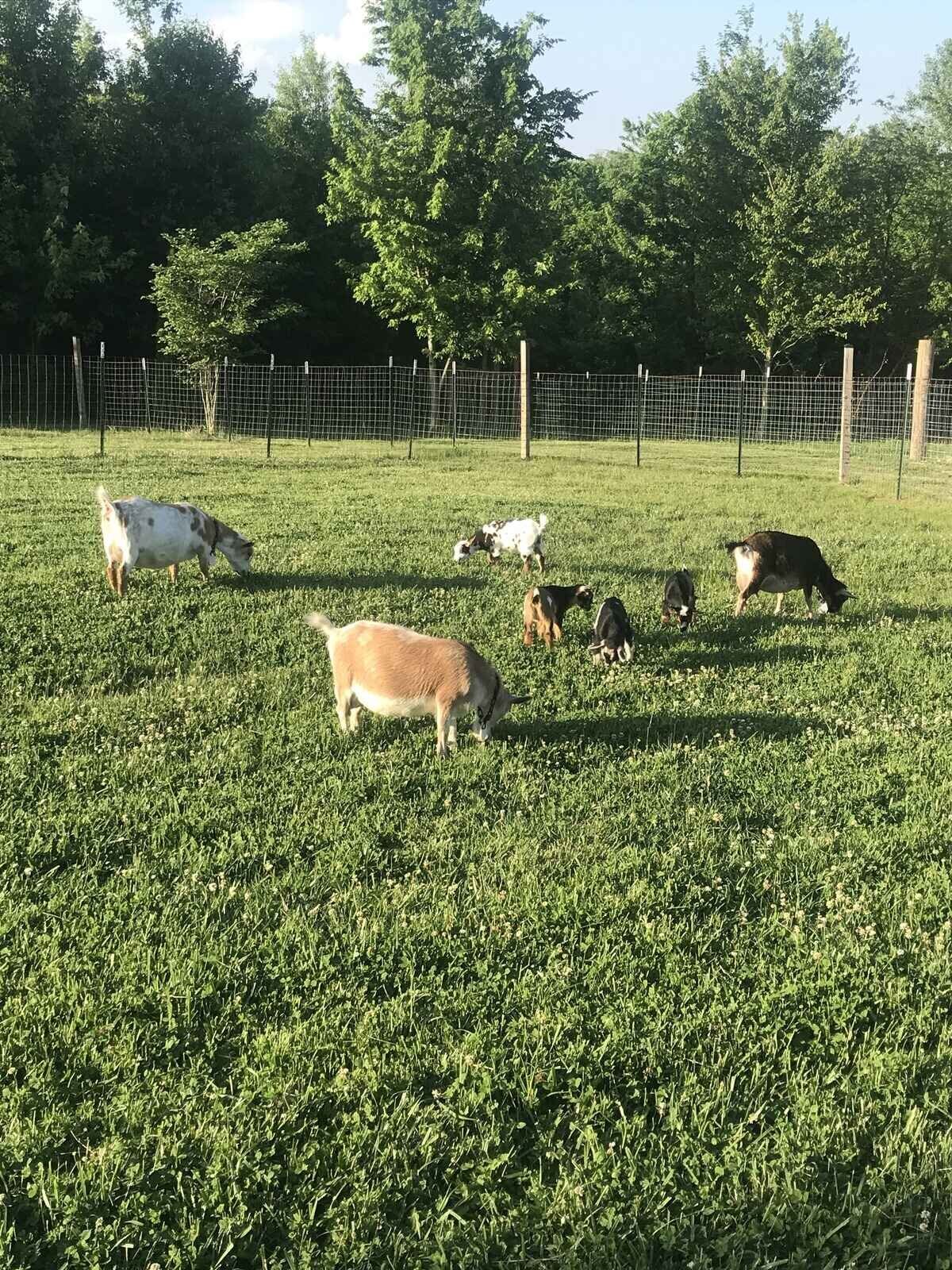 nigerian-dwarf-goats-in-grass-pasture-at-hope-hill-farm
