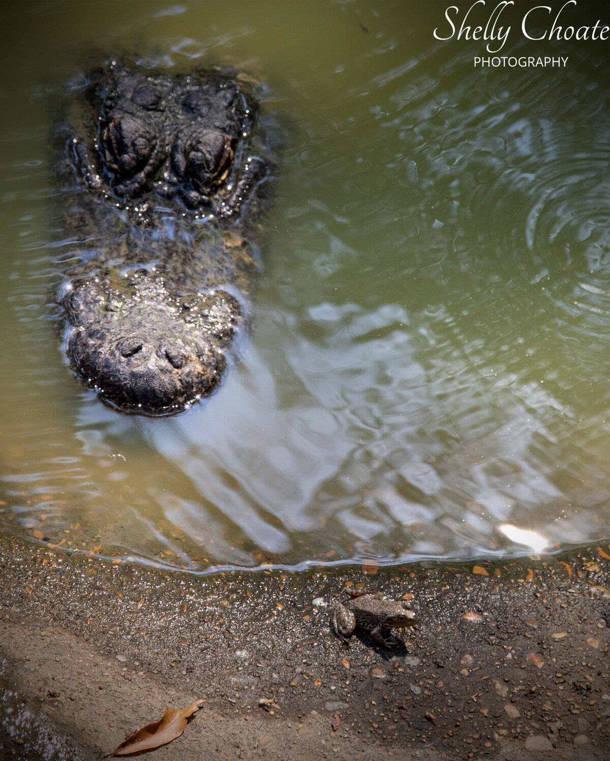 Alligator-and-frog