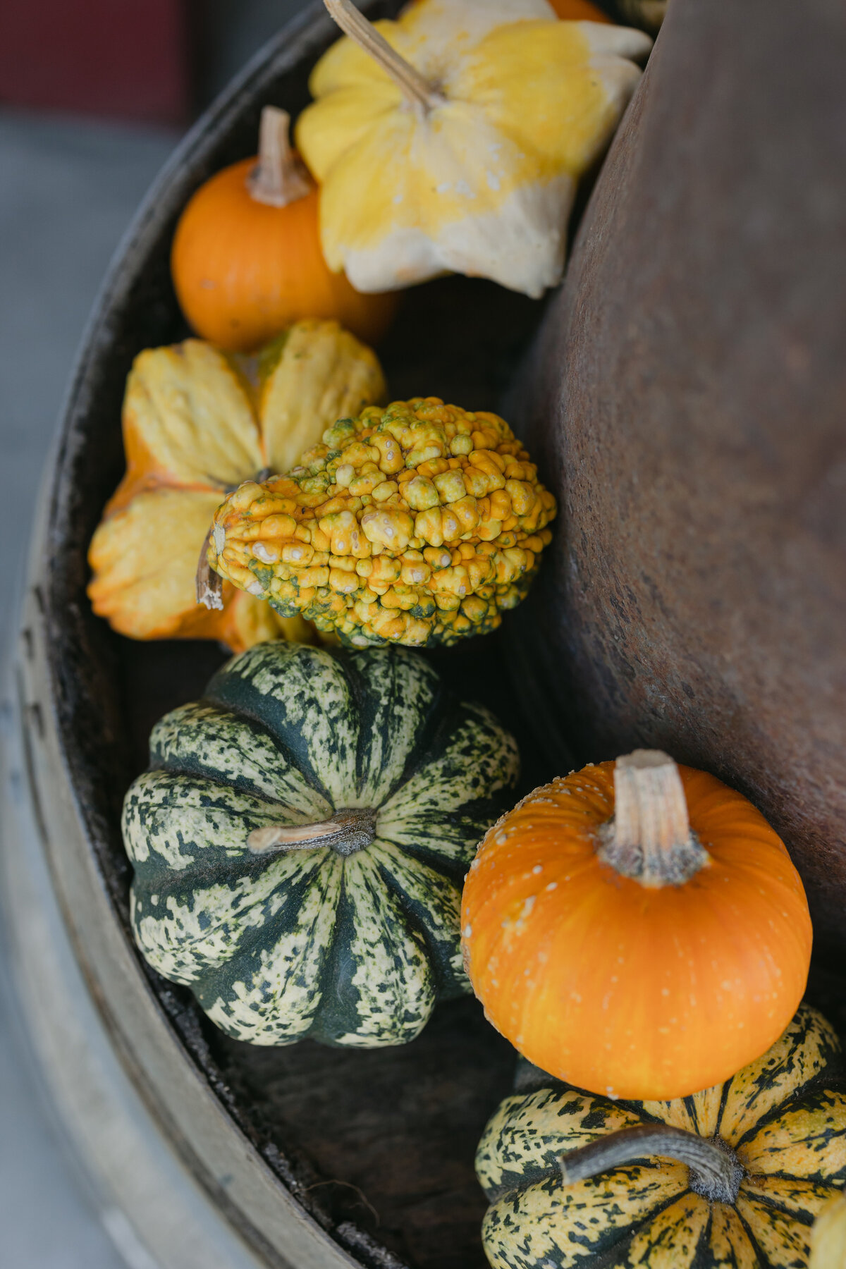 2022-09-23 Patch of pumpkins-108