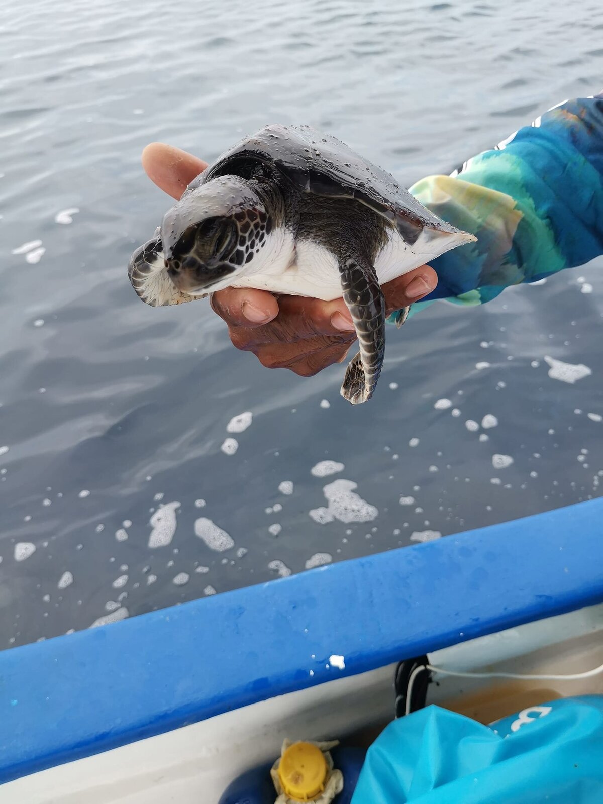 turtle