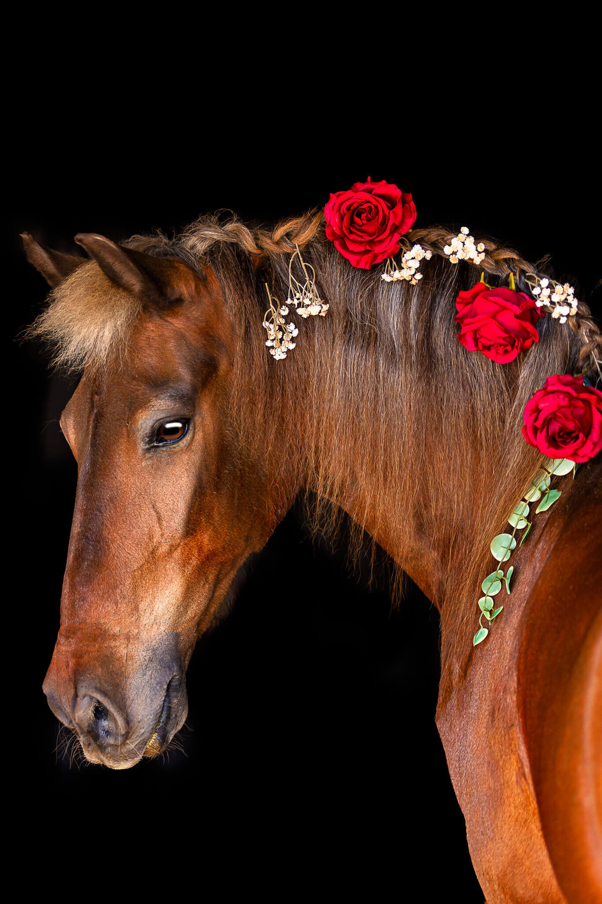 El-Paso-Texas-Fine-Art-Horse-Photographer-050