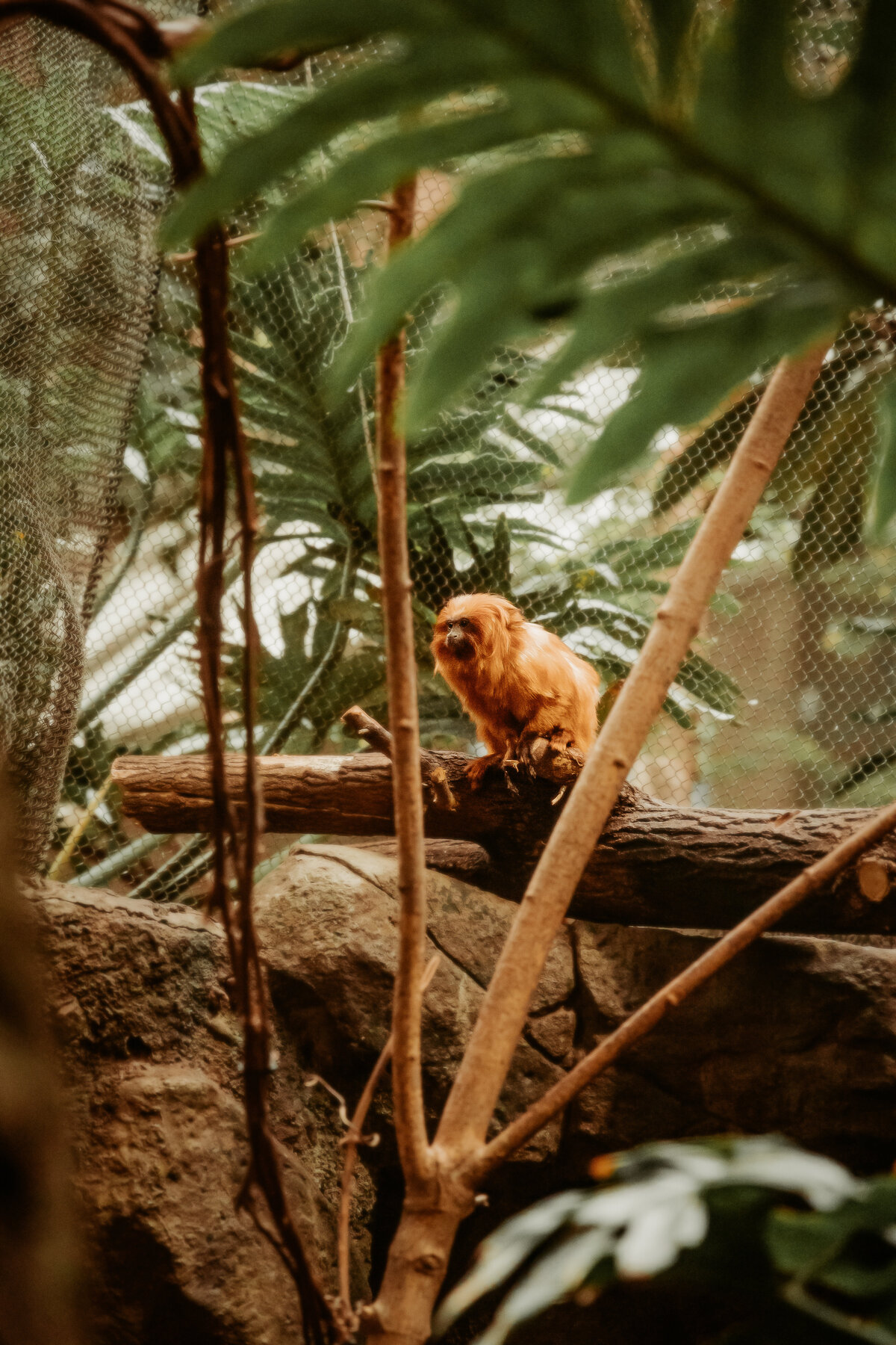 Golden Lion Tamarin