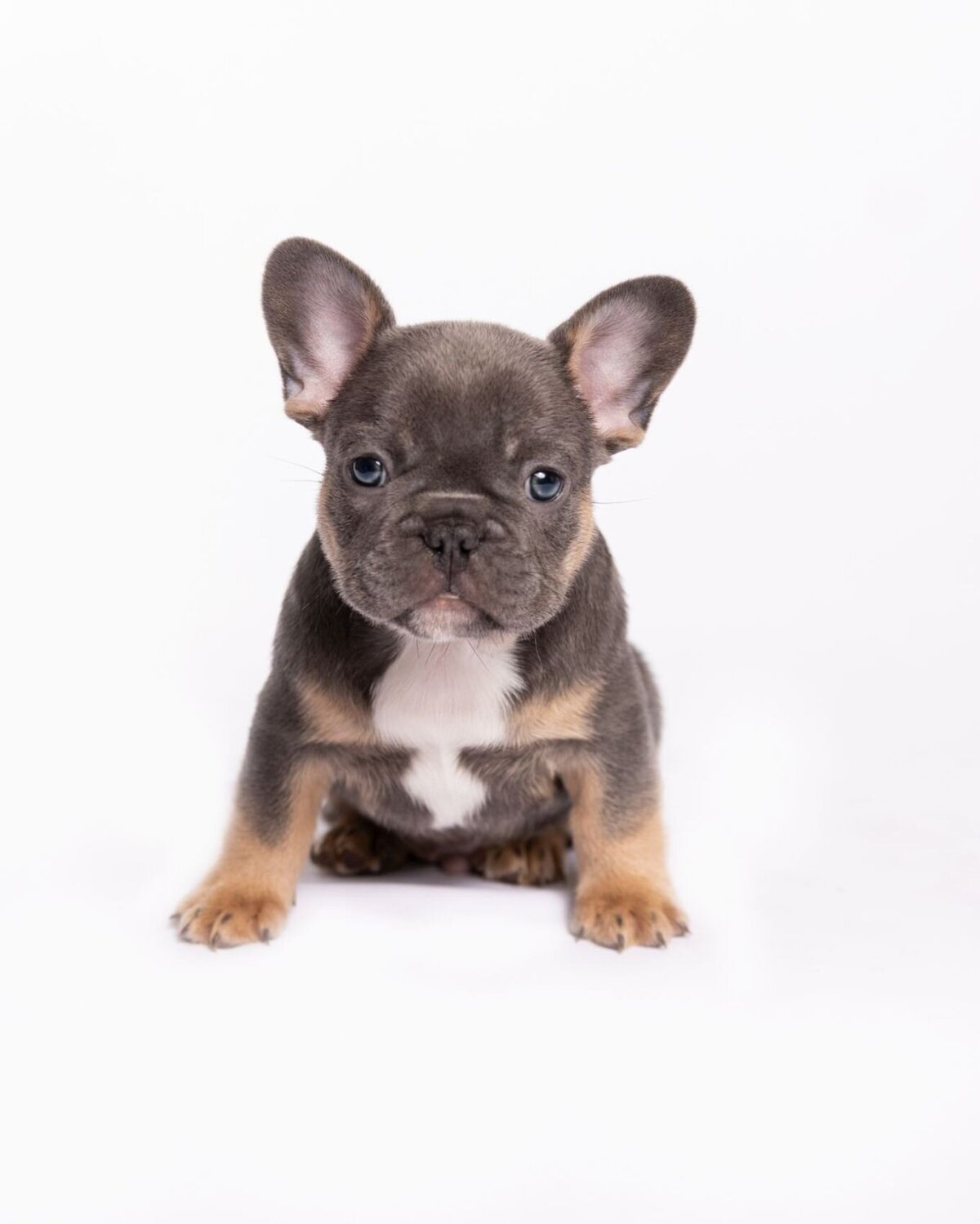 lilla-bordas-portraits-tampa-DOG-photographer1404_1