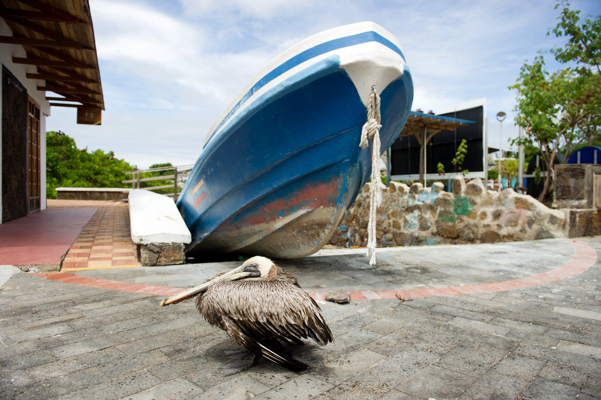 RYP_Galapagos-022