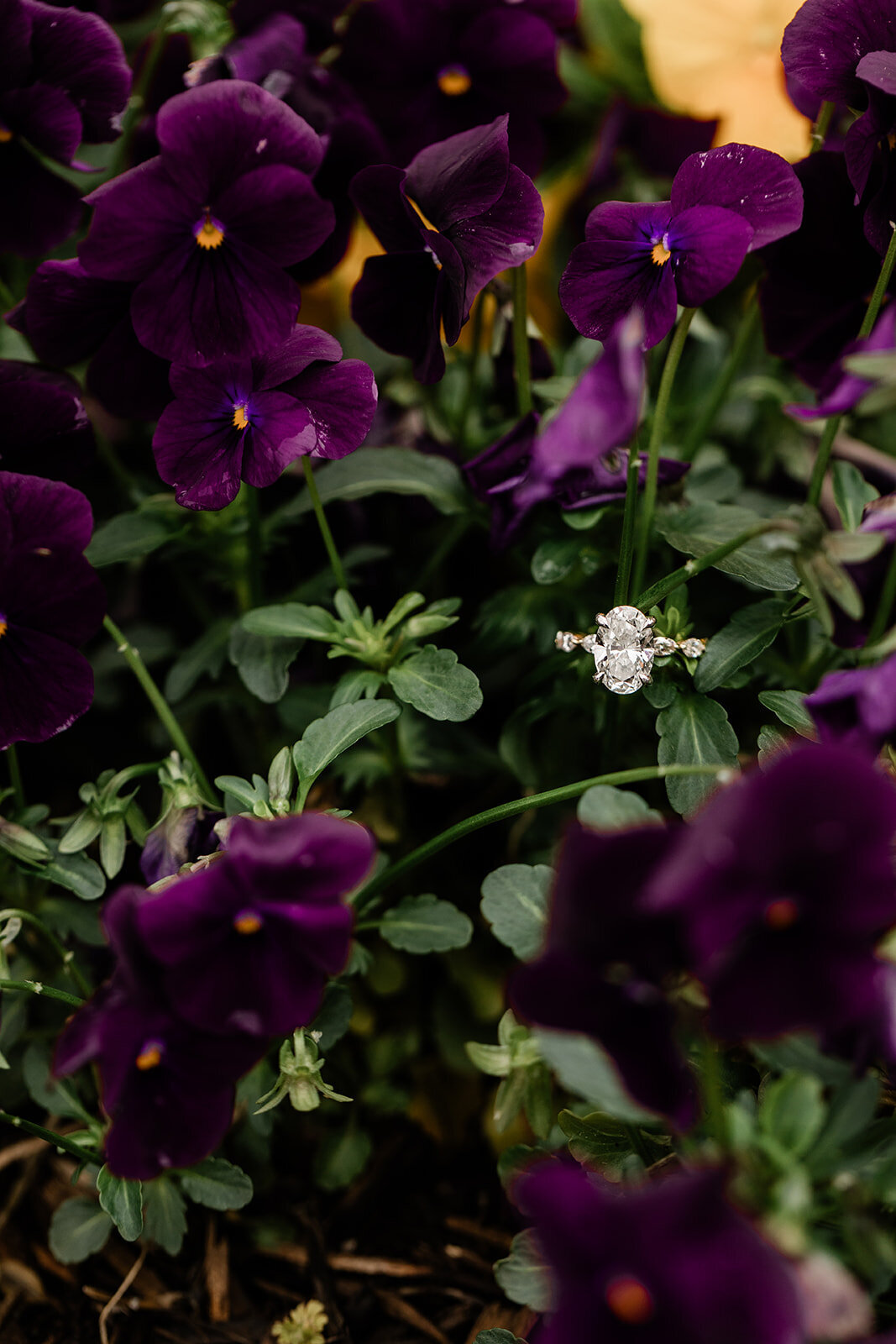 ElizabethandJakeEngagement-432_websize