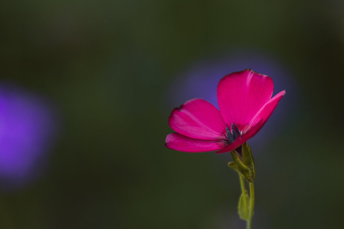 flowering_flax_0266-2