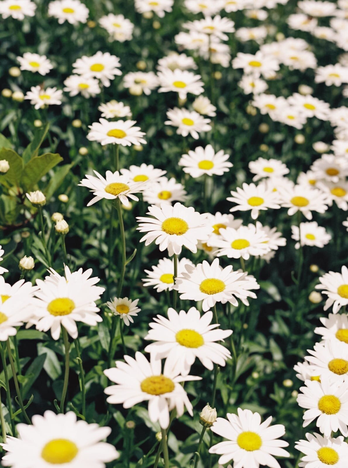 2024_07_06 Tessa & Inyang Wedding-web-00022