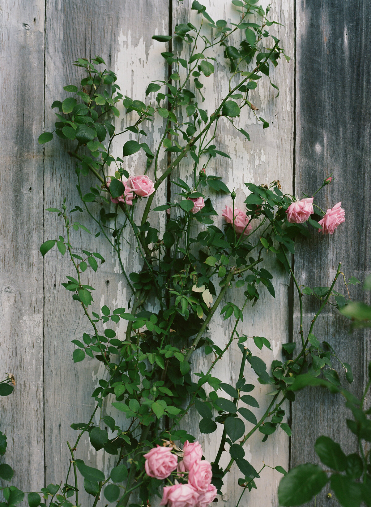 DT-2025-Celine & Gabe Highlights-57