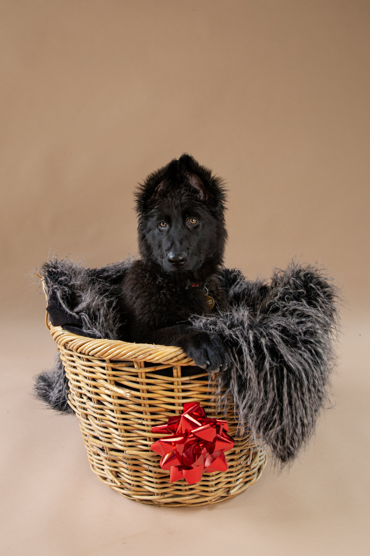 Odin Christmas shoot 09