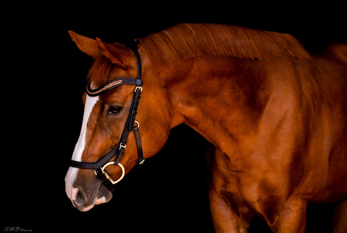 20241023-20241023-_MG_6931 copy