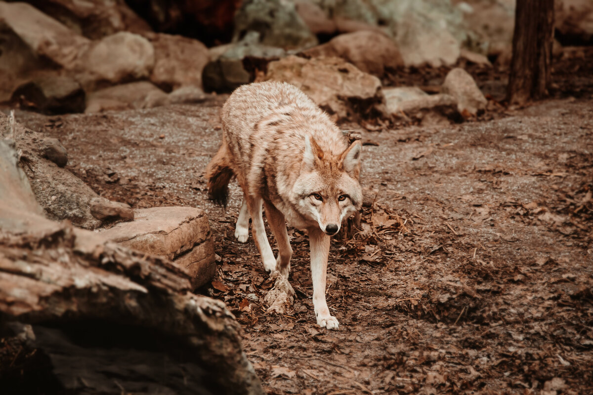 Coyote-4