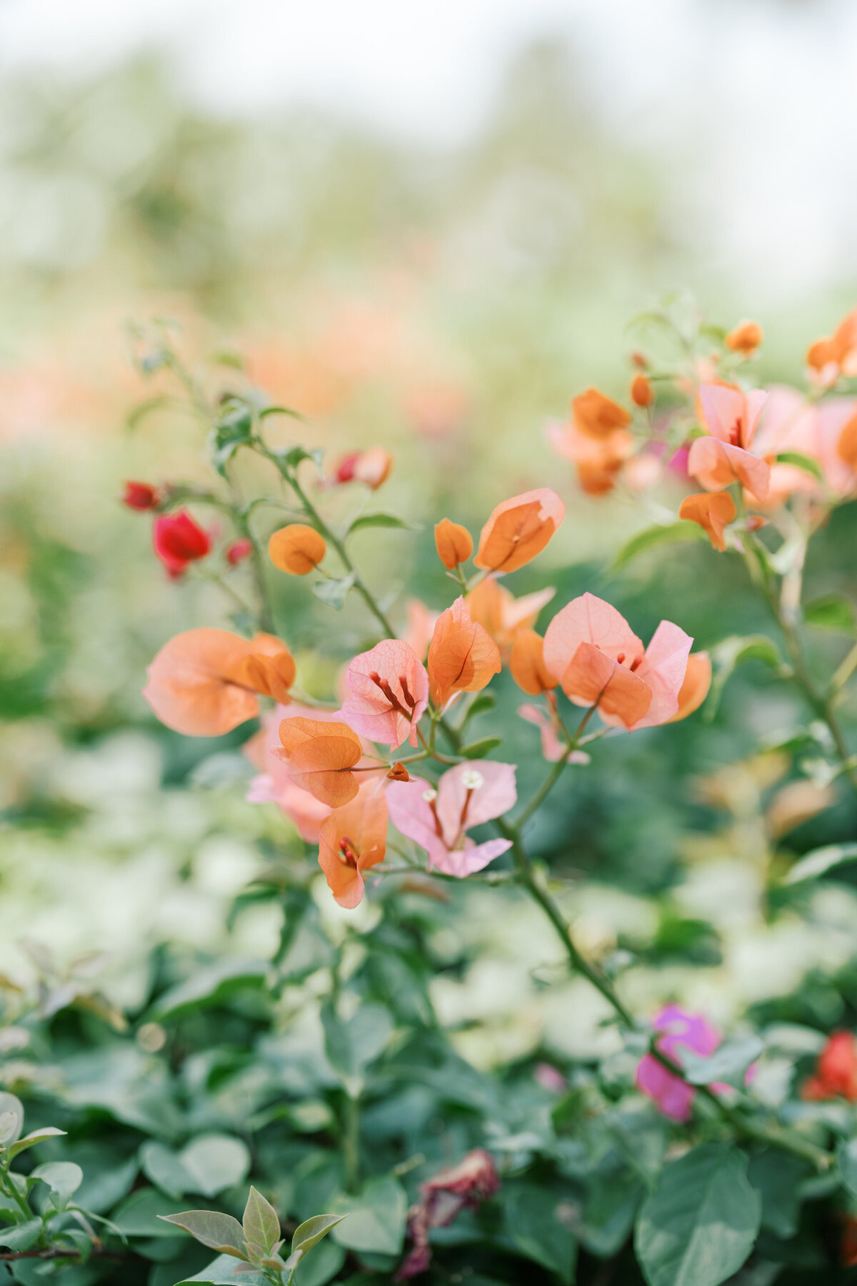 Vibrant bougainvillea flowers in Cancun, captured by a Philadelphia wedding photographer at a tropical destination wedding.