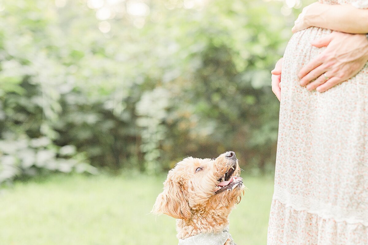 dog looks at bump during maternity photo session at heard farm in Wayland Massachusetts with Sara Sniderman Photography