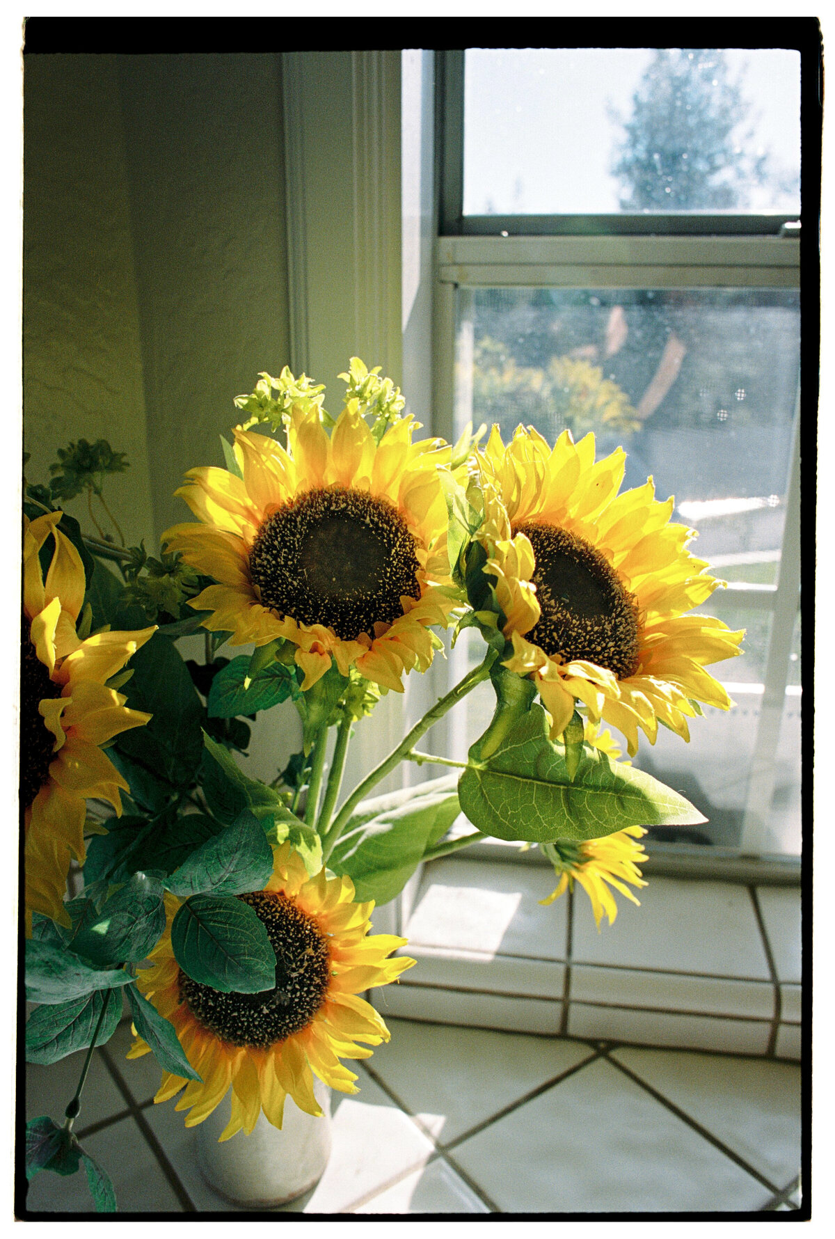 Detail shot of a sunflower bathed in morning light, captured on film by Kate Winters Photography, highlighting the natural beauty in an authentic, documentary style.