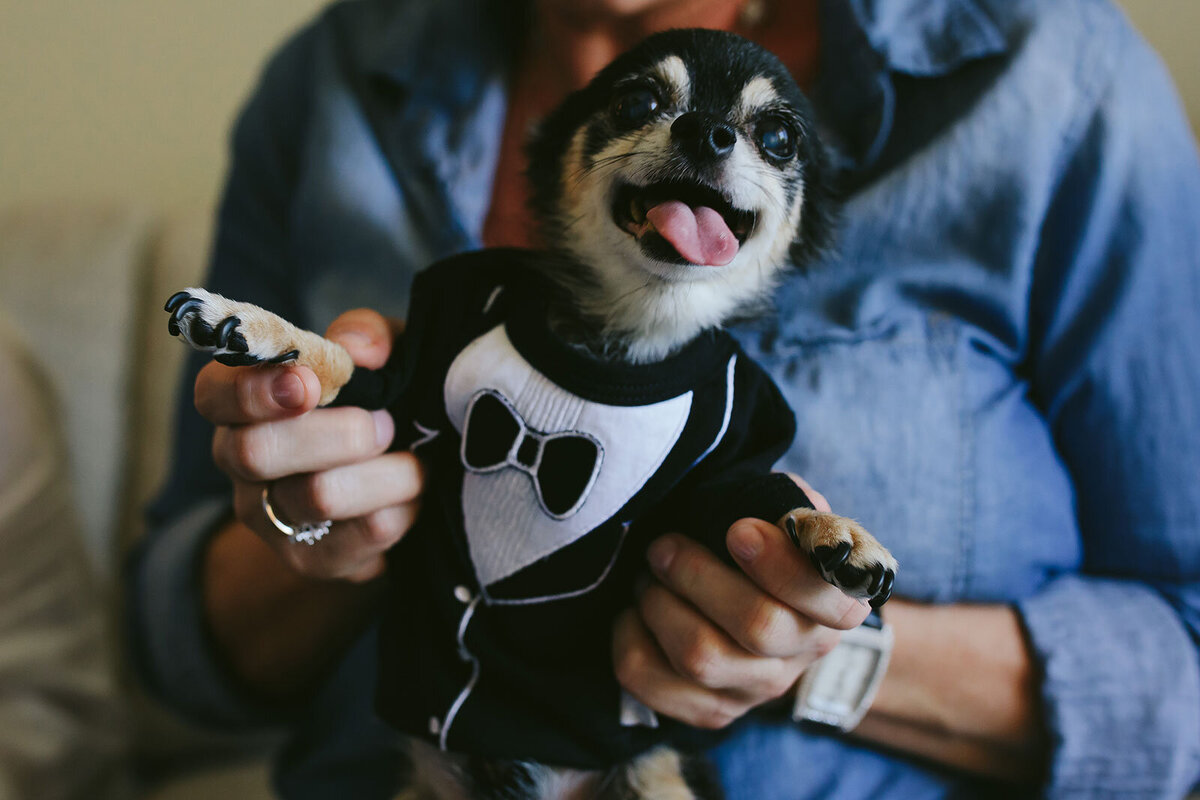 Cute-Dog-in-Tuxedo-Shirt-Ritz-Carlton-Wedding-Key-Biscayne