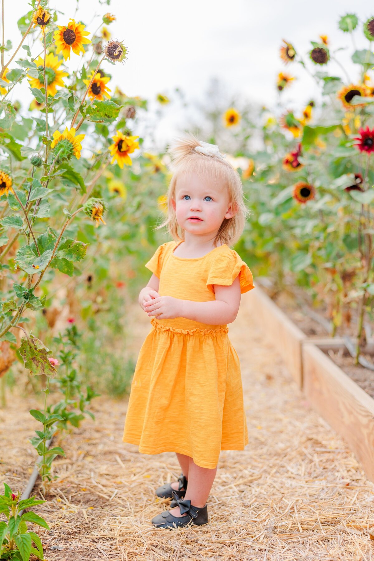 Sunflower-family-portrait-Aronoff-Photography-3