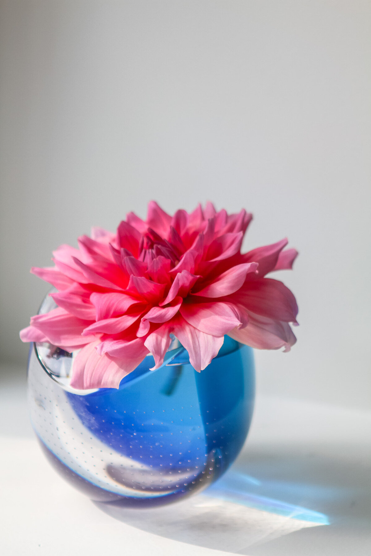 dahlia-dinnerplate-garden-flowers-magenta-in-vase